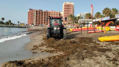 Las playas de Benalmádena se levantan con algas invasoras