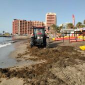 Las playas de Benalmádena se levantan con algas invasoras