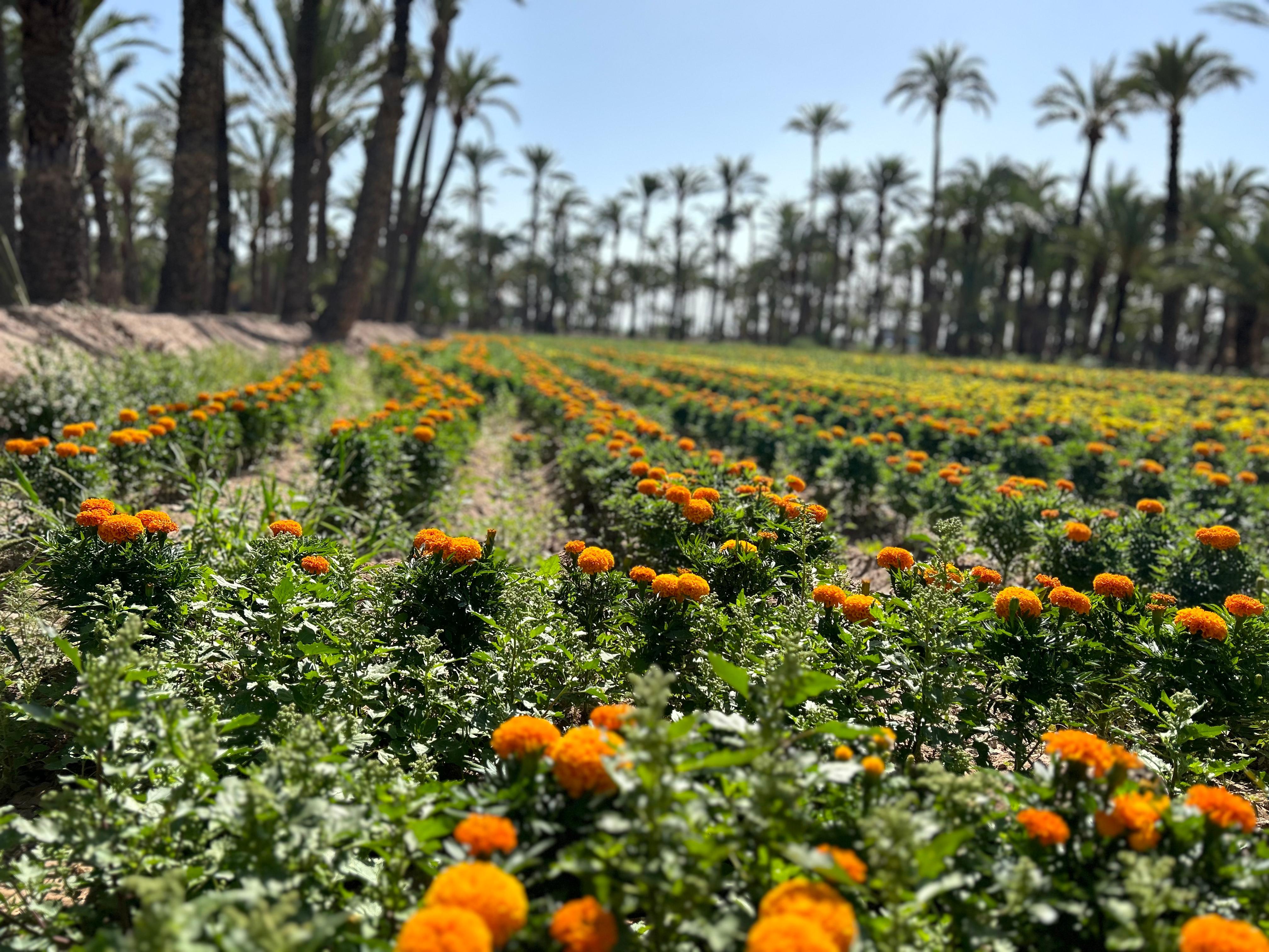 Elche recupera el cultivo de tagetes en los huertos de palmeras Elche recupera el cultivo de tagetes en los huertos de palmeras