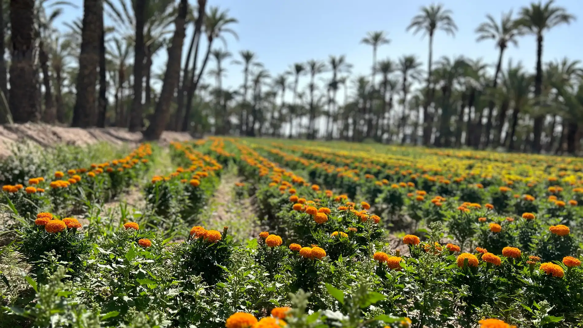 Tagetes cultivados en el Hort de Dins de Elche. Tagetes cultivados en el Hort de Dins de Elche.