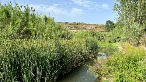 Los doce millones de euros de ingresos agrarios son amenazados por las restricciones de riego Los doce millones de euros de ingresos agrarios son amenazados por las restricciones de riego