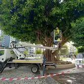 Ficus Plaza de la Hispanidad Ficus Plaza de la Hispanidad