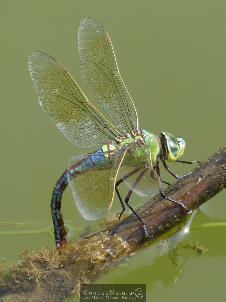 Nos adentramos en el sendero de las Libélulas del Guadalmina, en Benahavís Nos adentramos en el sendero de las Libélulas del Guadalmina, en Benahavís