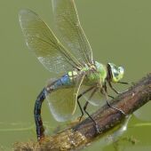 Libelulas
