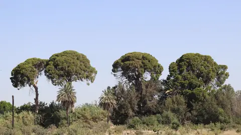 Huermur clama por la salvación de los pinos centenarios de Churra ante el abandono y la contaminación Huermur clama por la salvación de los pinos centenarios de Churra ante el abandono y la contaminación