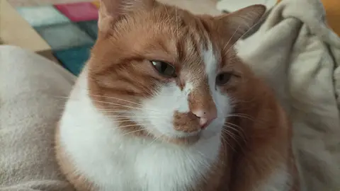 Gato Ginés Gato Ginés