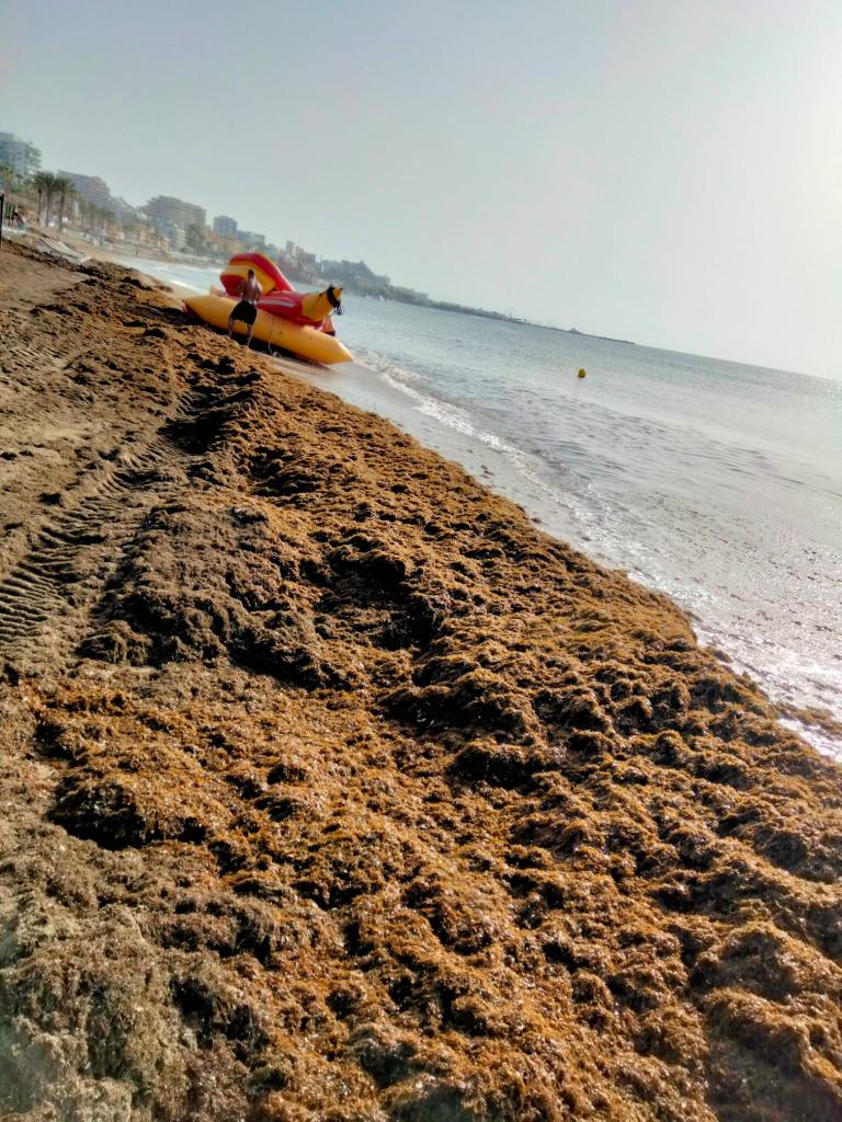 Mijas prevé recoger 8000 toneladas de la alga asiática invasora Mijas prevé recoger 8000 toneladas de la alga asiática invasora