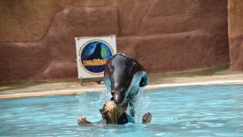 Terapia con leones marinos en Rio Safari