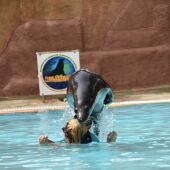 Terapia con leones marinos en Rio Safari