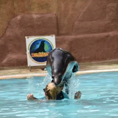 Terapia con leones marinos en Rio Safari Terapia con leones marinos en Rio Safari