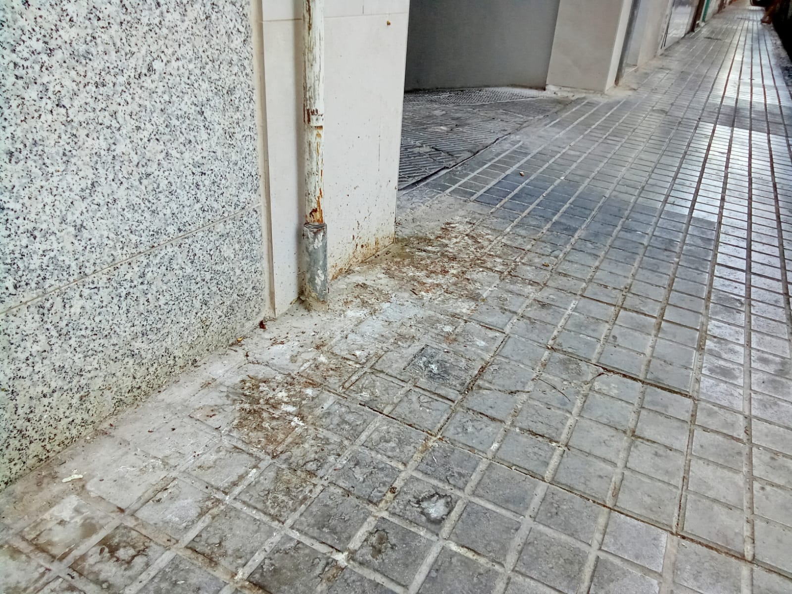 Crece la indignación en el barrio La Zapatillera de Elche por el descontrol de la plaga de palomas Crece la indignación en el barrio La Zapatillera de Elche por el descontrol de la plaga de palomas