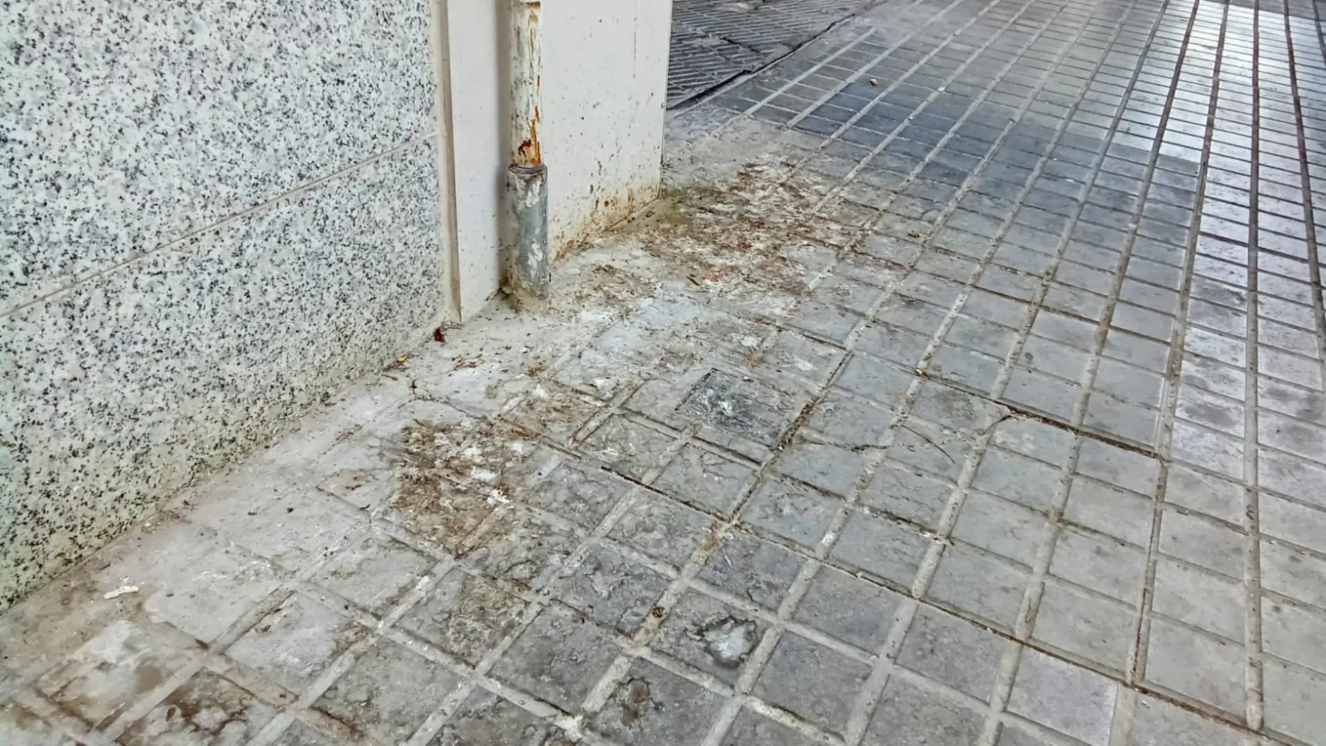 Elche: crece la indignación en el barrio La Zapatillera por el descontrol de la plaga de palomas. Elche: crece la indignación en el barrio La Zapatillera por el descontrol de la plaga de palomas.