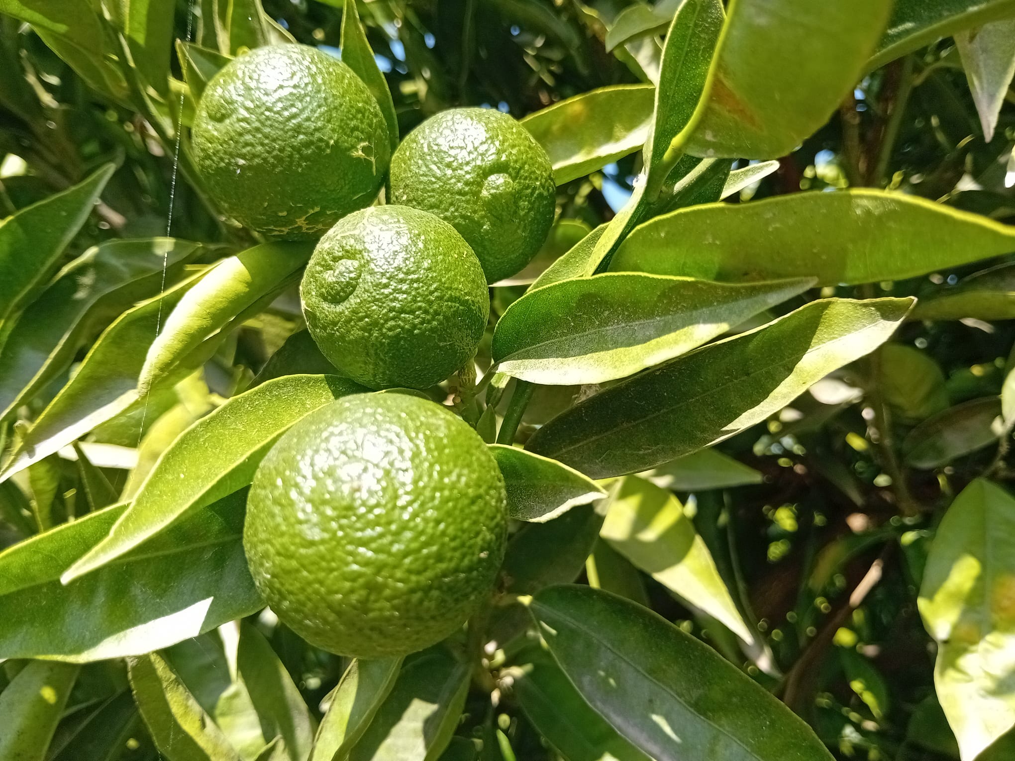 La Unió prevé un ligero aumento de la cosecha de cítricos La Unió prevé un ligero aumento de la cosecha de cítricos