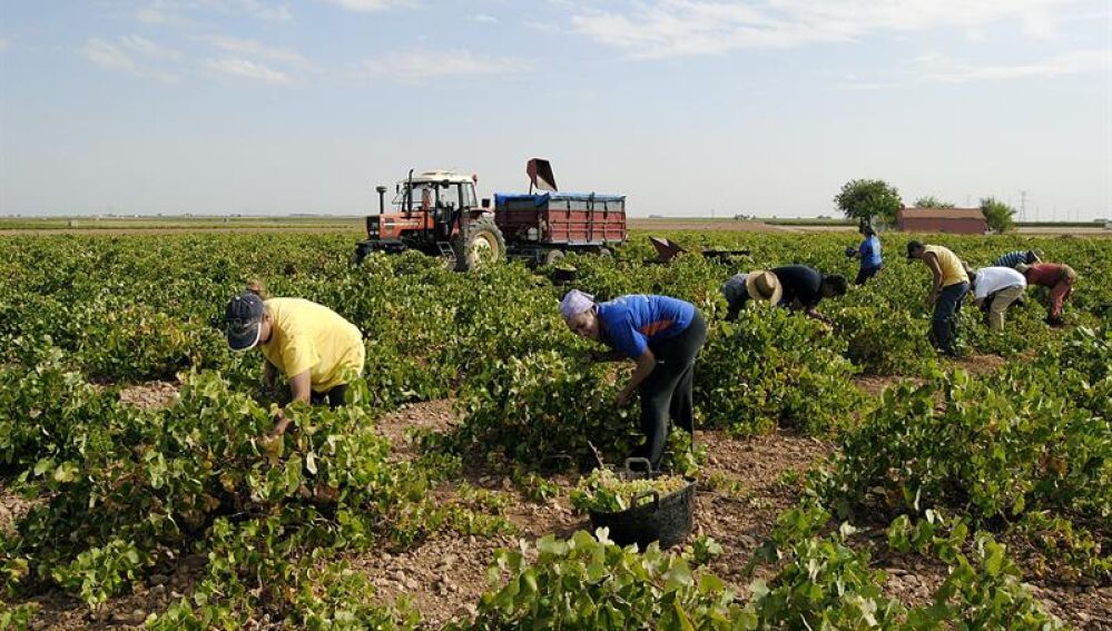 La campaña de vendimia está a punto de comenzar en Castilla-La Mancha