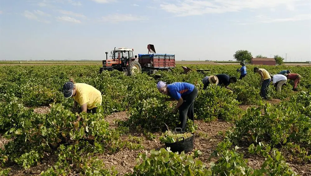 La campaña de vendimia está a punto de comenzar en Castilla-La Mancha La campaña de vendimia está a punto de comenzar en Castilla-La Mancha