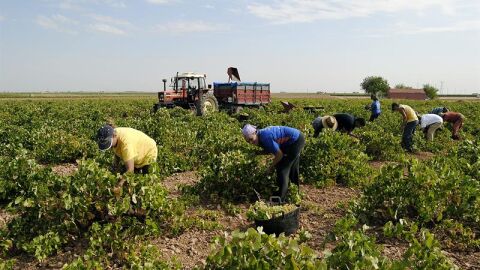 La campa&ntilde;a de vendimia est&aacute; a punto de comenzar en Castilla-La Mancha