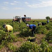 La campaña de vendimia está a punto de comenzar en Castilla-La Mancha