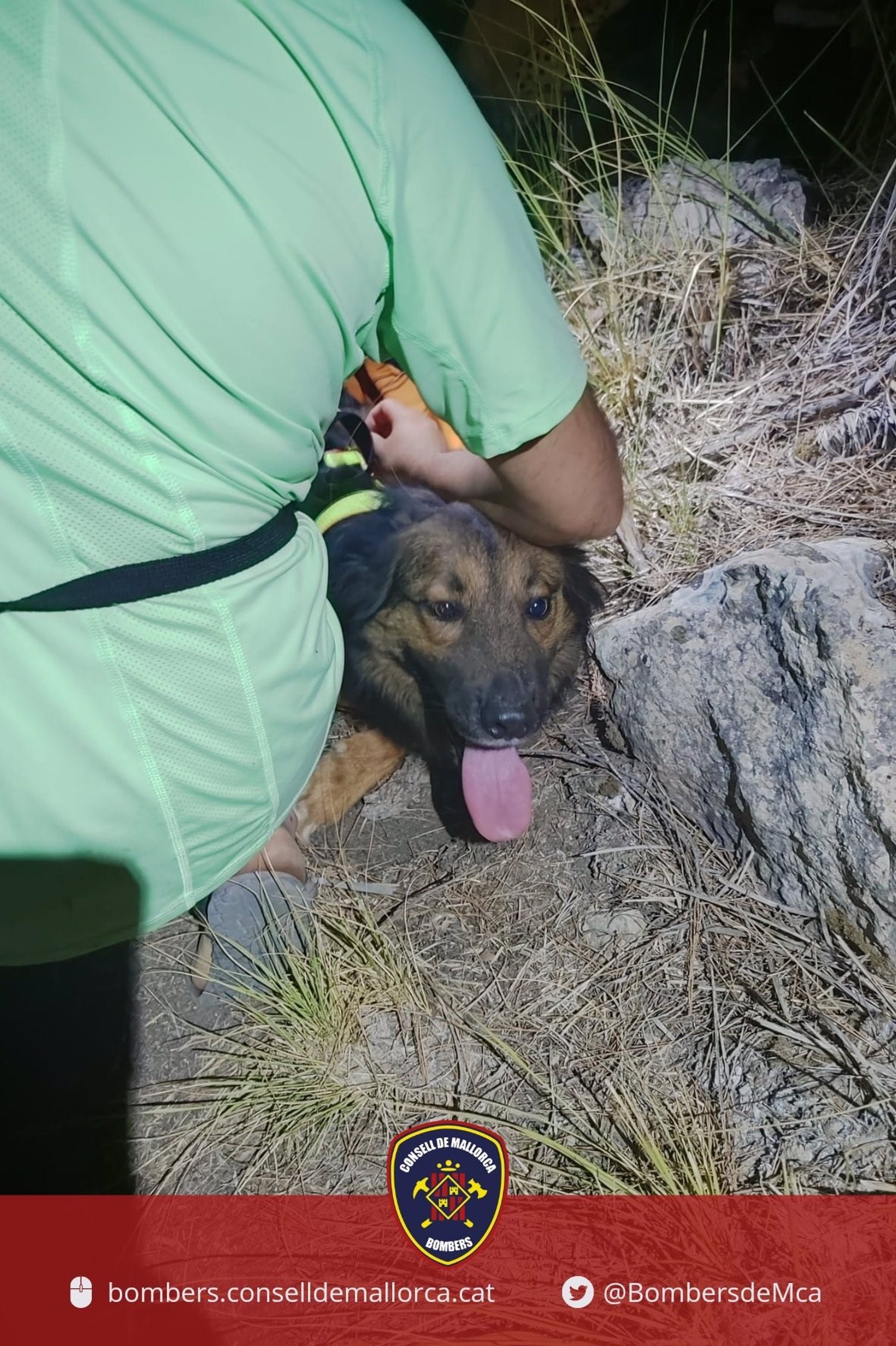Un perro sobrevive tras caer de una altura de 70 metros en Mallorca Un perro sobrevive tras caer de una altura de 70 metros en Mallorca