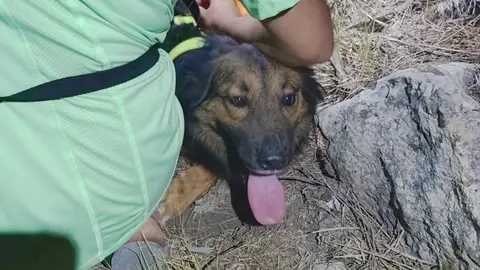 Un perro sobrevive tras caer de una altura de 70 metros en Mallorca Un perro sobrevive tras caer de una altura de 70 metros en Mallorca