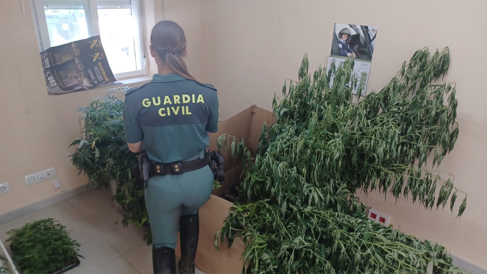 Descuberta unha prantación de marihuana en Monterrei Descuberta unha prantación de marihuana en Monterrei
