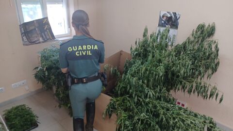 Descuberta unha prantaci&oacute;n de marihuana en Monterrei