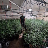 Plantación de Marihuana