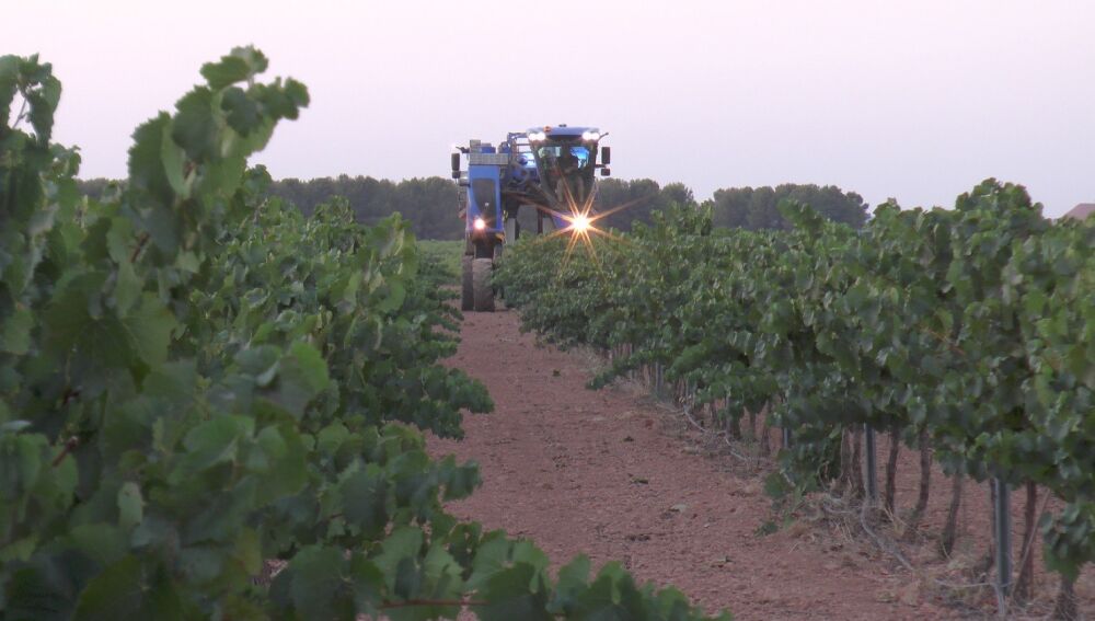 Tractor en las labores de la vendimia de la DO La Mancha