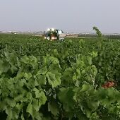 Ha comenzado la vendimia en la zona de la DO La Mancha