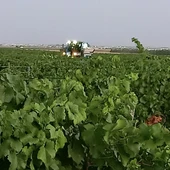Ha comenzado la vendimia en la zona de la DO La Mancha Ha comenzado la vendimia en la zona de la DO La Mancha