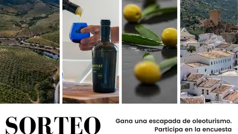 La Diputación de Cáceres trabaja en el impulso del Oleoturismo La Diputación de Cáceres trabaja en el impulso del Oleoturismo