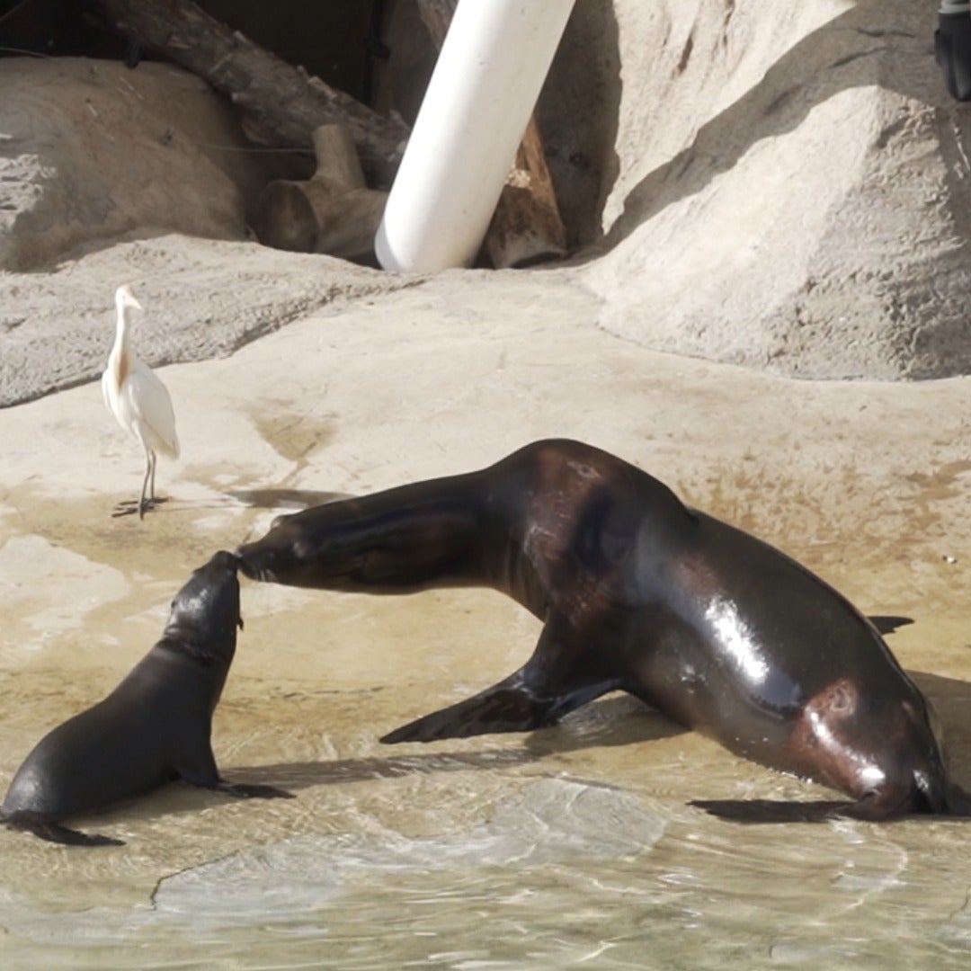 Conocemos a las nuevas crías del Oceanogràfic Conocemos a las nuevas crías del Oceanogràfic
