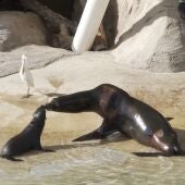 Oceanográfico