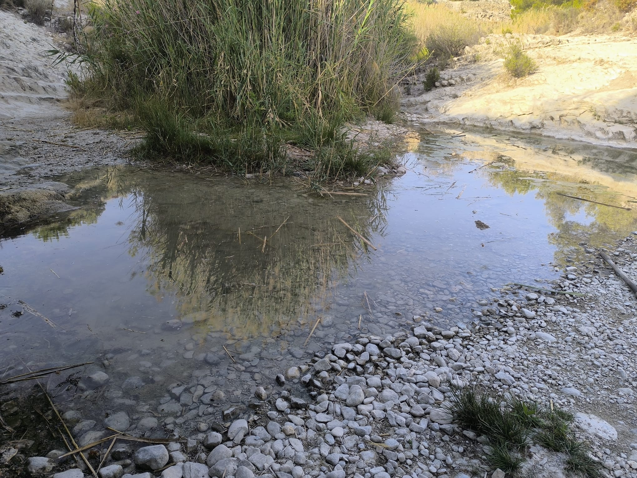 Aportan 8.000 litros de agua a la poza de la Rambla de Puça para la supervivencia del cachuelo valenciano Aportan 8.000 litros de agua a la poza de la Rambla de Puça para la supervivencia del cachuelo valenciano