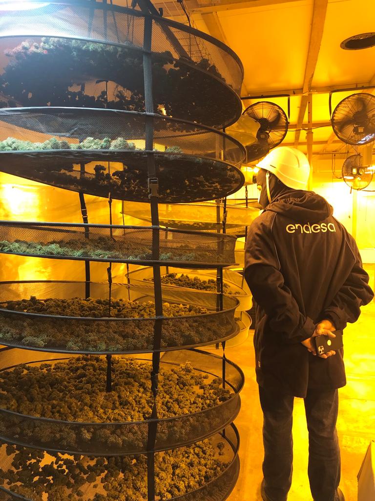 Endesa desconecta de la red eléctrica de Almería cinco plantaciones de marihuana a la semana Endesa desconecta de la red eléctrica de Almería cinco plantaciones de marihuana a la semana