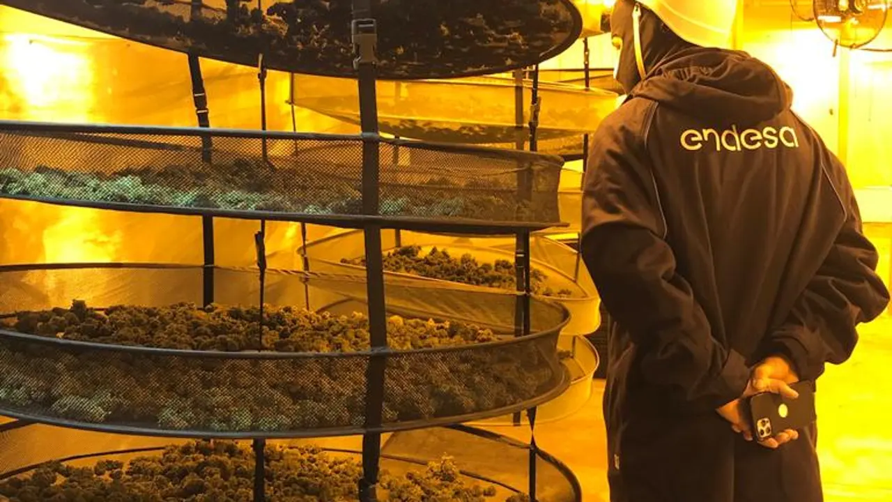 Endesa desconecta de la red eléctrica de Almería 5 plantaciones de marihuana a la semana