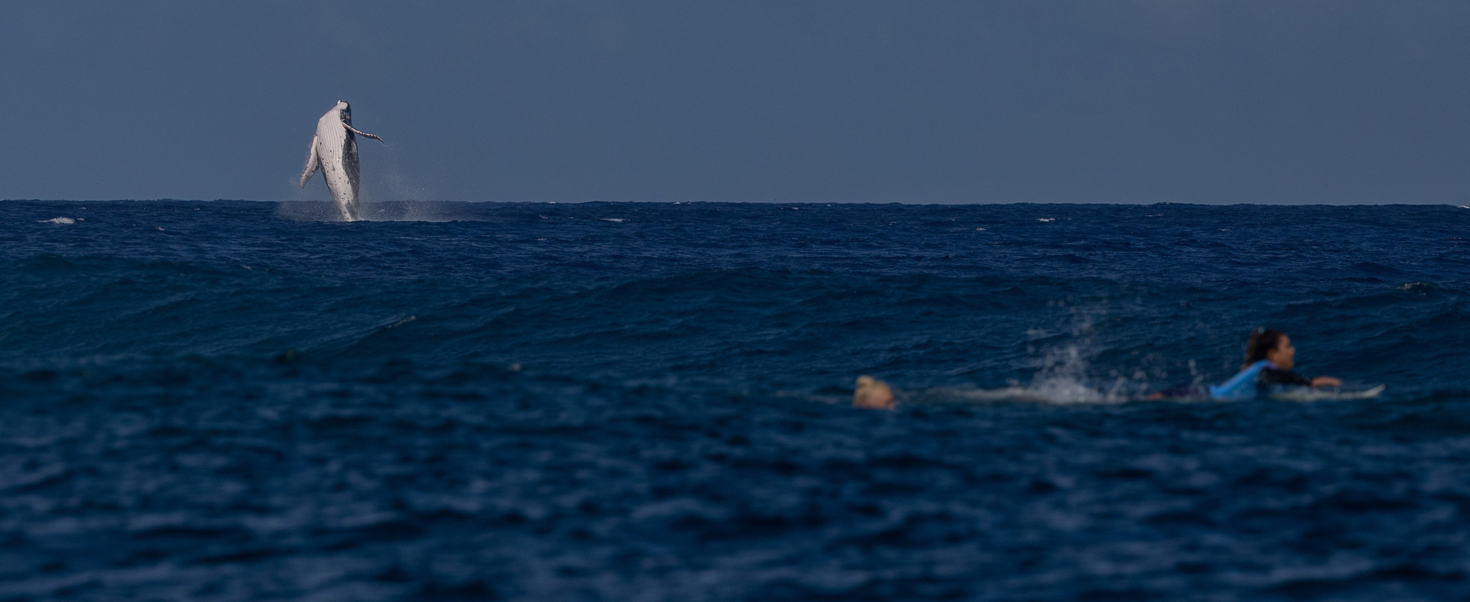 Una ballena siembra el caos en las semifinales de surf de los Juegos Olímpicos Una ballena siembra el caos en las semifinales de surf de los Juegos Olímpicos