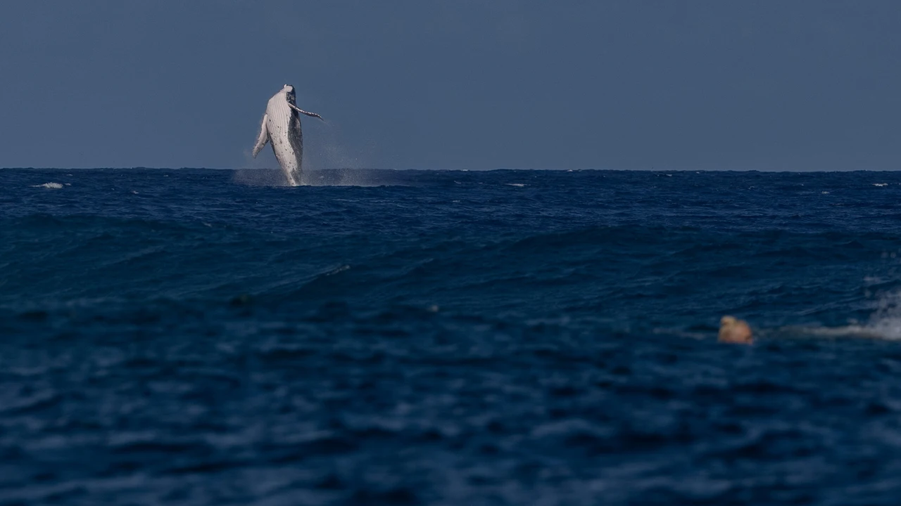 Una ballena siembra el caos en las semifinales de surf de París 2024