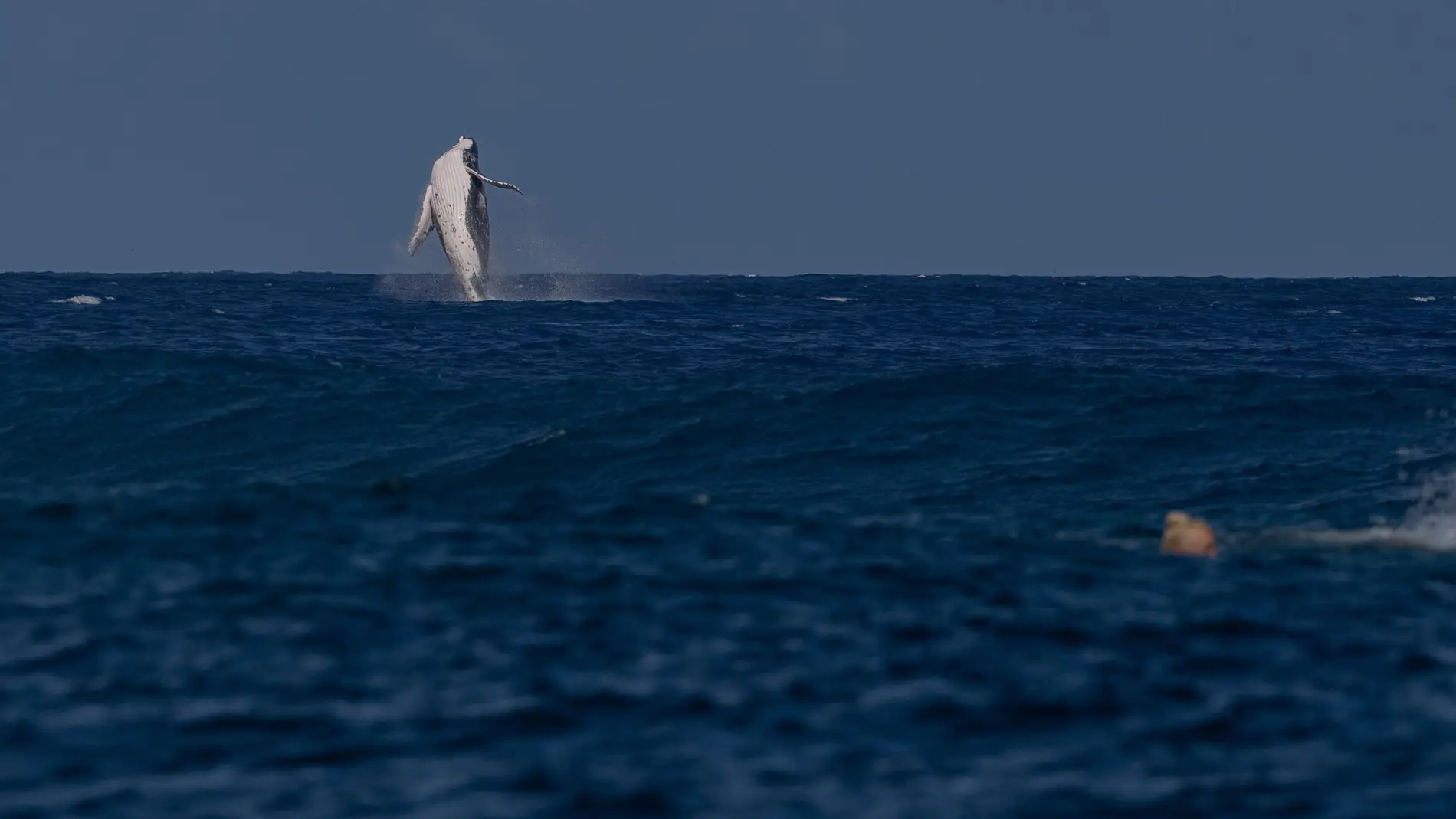 Una ballena siembra el caos en las semifinales de surf de París 2024 Una ballena siembra el caos en las semifinales de surf de París 2024