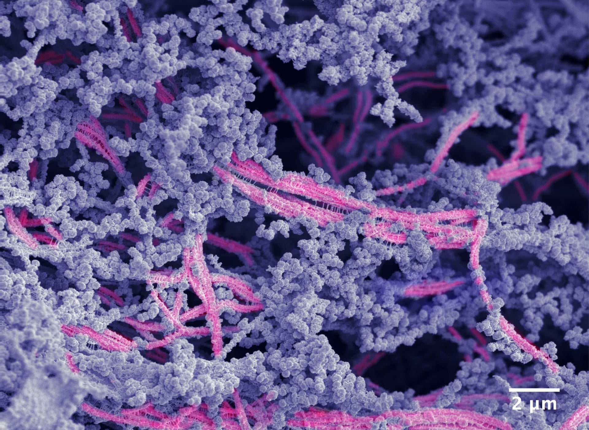 Investigadores de siete CCAA pondrán en común investigaciones de Nanbiosis en unas jornadas en Cáceres Investigadores de siete CCAA pondrán en común investigaciones de Nanbiosis en unas jornadas en Cáceres