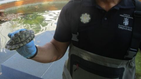 Ejemplar de gal&aacute;pago de Florida recogido de una fuente de Torrej&oacute;n de Ardoz por un agente medioambiental municipal