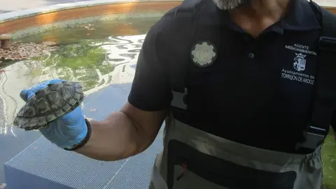 Agentes medioambientales del Ayuntamiento de Torrejón de Ardoz recogen once ejemplares de galápago de Florida de una fuente del barrio de Soto del Henares Ejemplar de galápago de Florida recogido de una fuente de Torrejón de Ardoz por un agente medioambiental municipal