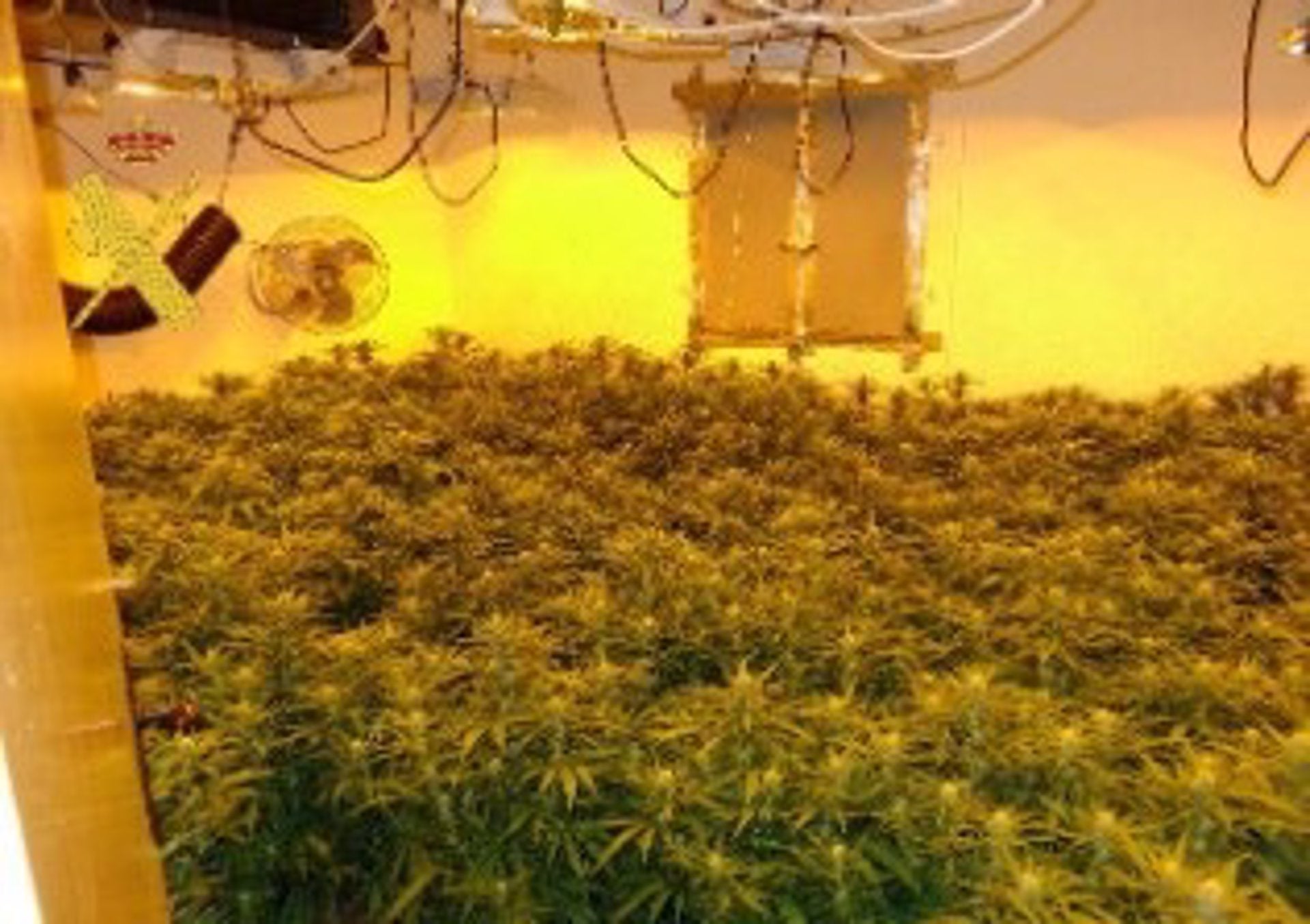 Incautadas casi 500 plantas de marihuana y desmanteladas dos conexiones eléctricas ilegales en Gérgal Incautadas casi 500 plantas de marihuana y desmanteladas dos conexiones eléctricas ilegales en Gérgal
