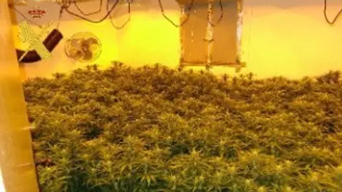 Plantación de marihuana intervenida en la operación de la Guardia Civil en Gérgal Plantación de marihuana intervenida en la operación de la Guardia Civil en Gérgal
