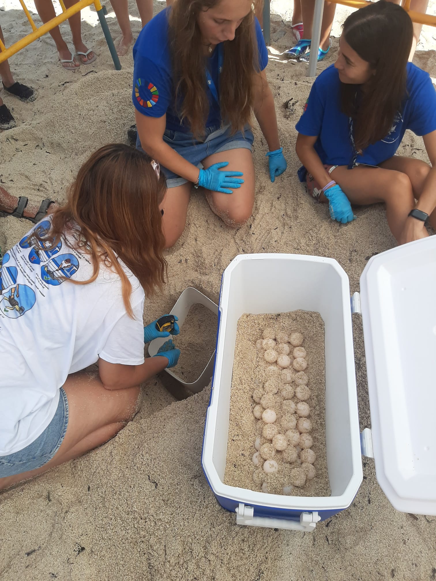 La tortuga 'Pura vida' desova en la playa de Los Locos de Torrevieja La tortuga 'Pura vida' desova en la playa de Los Locos de Torrevieja