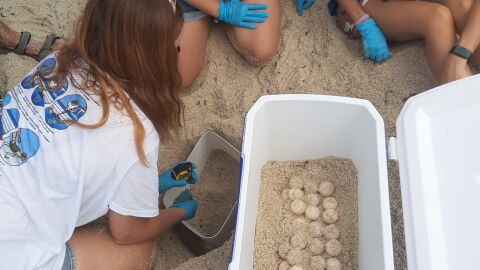 La tortuga 'Pura vida' desova en la playa de Los Locos de Torrevieja