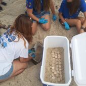 La tortuga 'Pura vida' desova en la playa de Los Locos de Torrevieja