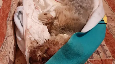 Justicia para Tobi Justicia para Tobi