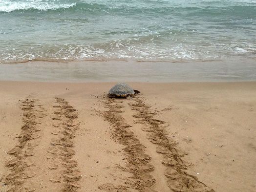 Comienza el campamento de custodia de tortugas en València Comienza el campamento de custodia de tortugas en València
