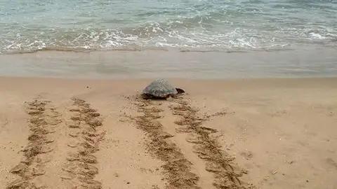 Vuelta al mar de tortuga Caretta Caretta Vuelta al mar de tortuga Caretta Caretta