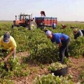 Labores de vendimia en Valdepeñas
